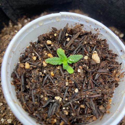 Amnesia Dentista growlog photo: Pos rega