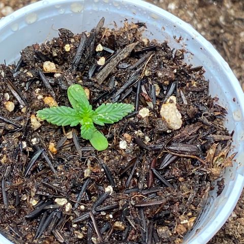 Amnesia Dentista growlog photo: Pos rega