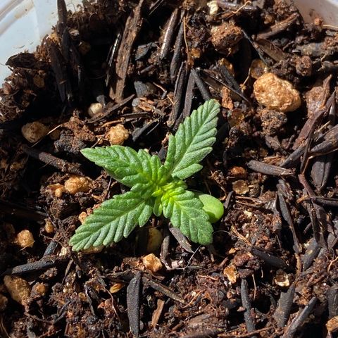 Amnesia Dentista growlog timeline photo