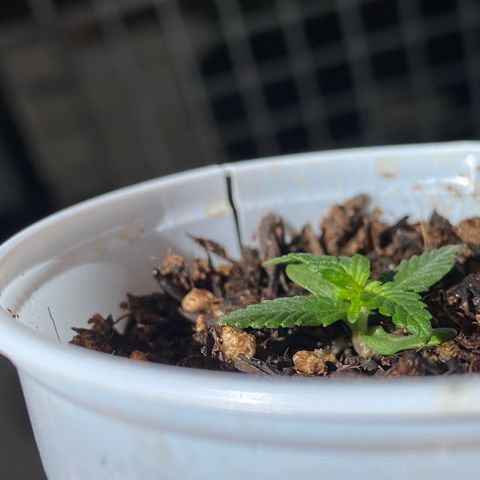 Amnesia Dentista growlog timeline photo