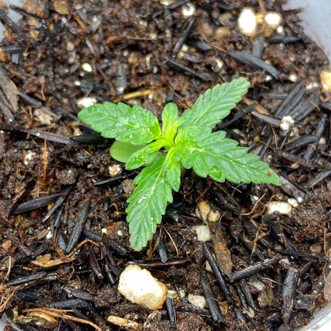 Amnesia Dentista growlog timeline photo