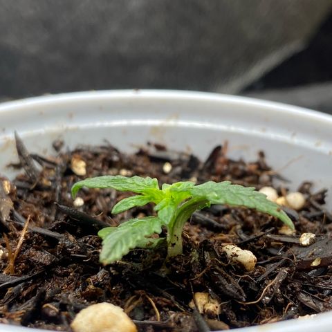Amnesia Dentista growlog timeline photo