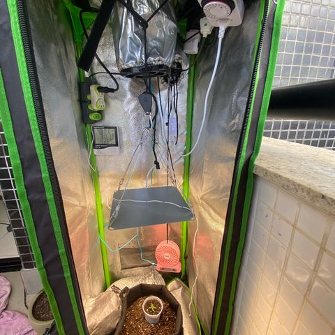 Amnesia Dentista growlog timeline photo