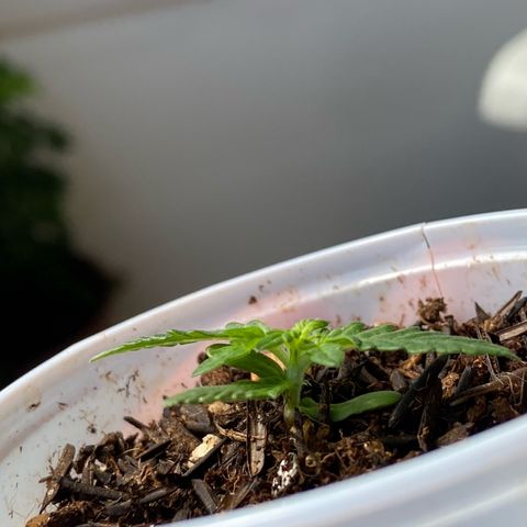 Amnesia Dentista growlog timeline photo