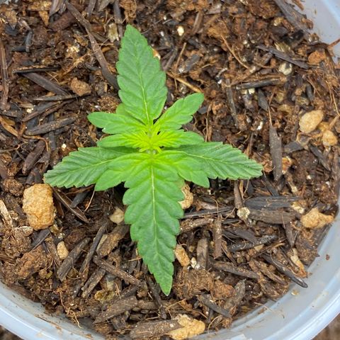 Amnesia Dentista growlog timeline photo