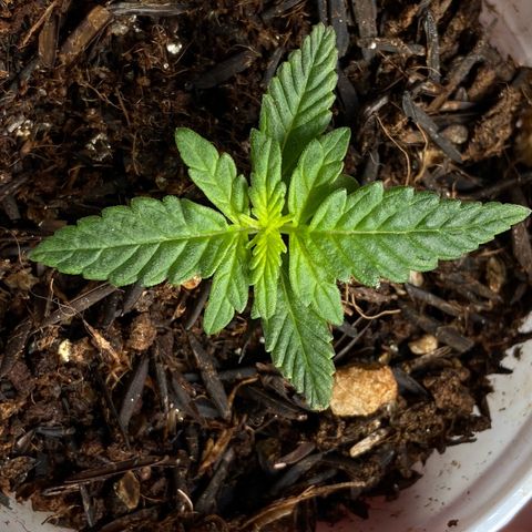 Amnesia Dentista growlog timeline photo