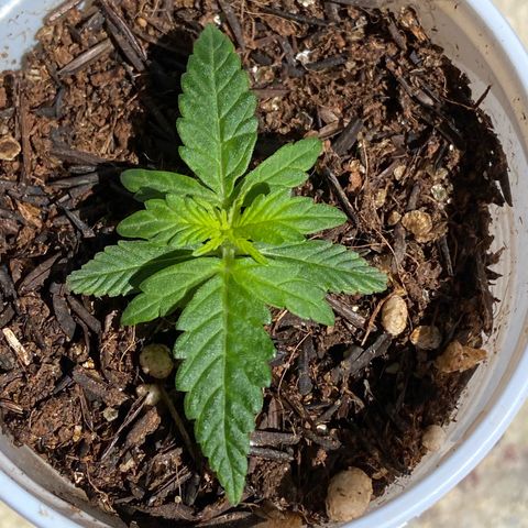 Amnesia Dentista growlog timeline photo
