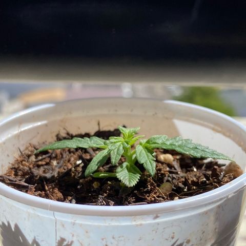 Amnesia Dentista growlog timeline photo