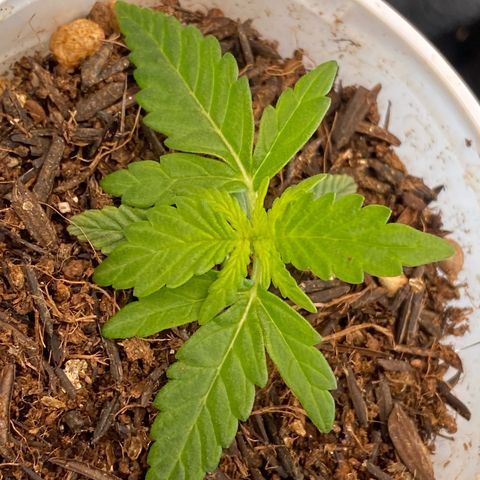 Amnesia Dentista growlog photo: Sem querer o copo caiu ontem a noite e ela envergou um pouco. Mas ja corrigi