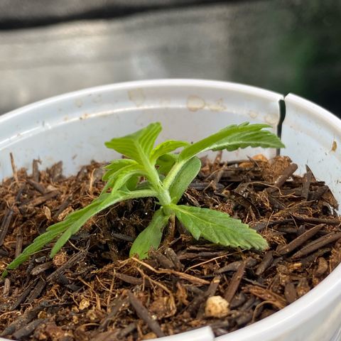 Amnesia Dentista growlog photo: Sem querer o copo caiu ontem a noite e ela envergou um pouco. Mas ja corrigi