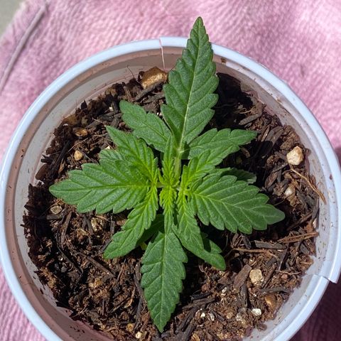 Amnesia Dentista growlog photo: Raizes comecaram a sair no fundo do copo