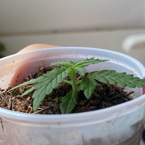 Amnesia Dentista growlog photo: Raizes comecaram a sair no fundo do copo