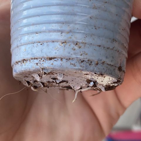 Amnesia Dentista growlog photo: Raizes comecaram a sair no fundo do copo