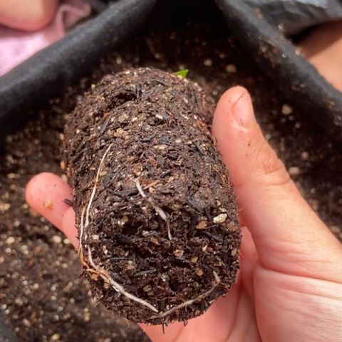 Amnesia Dentista growlog photo: Tranplante para vaso final
