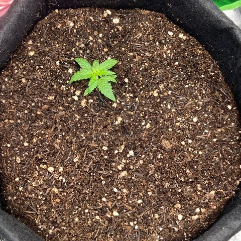 Amnesia Dentista growlog photo: Tranplante para vaso final