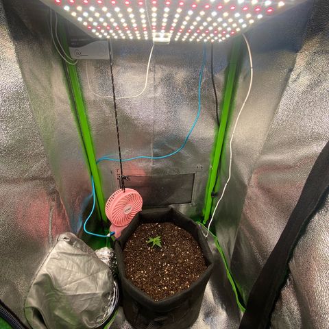 Amnesia Dentista growlog photo: Tranplante para vaso final