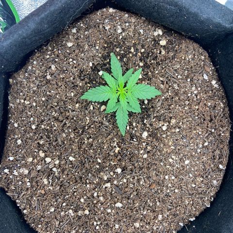 Amnesia Dentista growlog timeline photo
