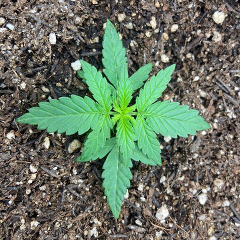 Amnesia Dentista growlog timeline photo