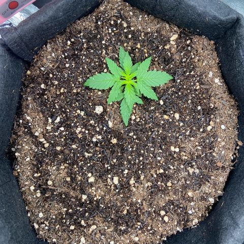 Amnesia Dentista growlog timeline photo