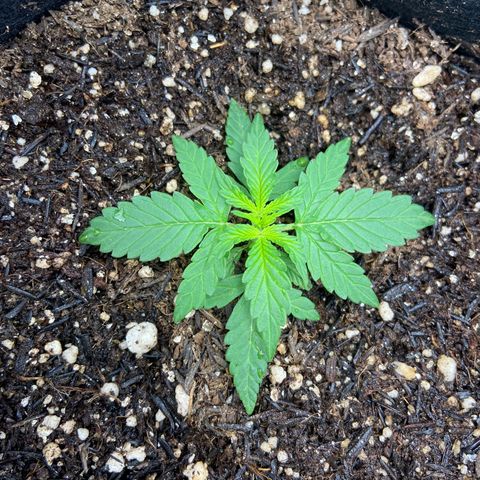 Amnesia Dentista growlog timeline photo