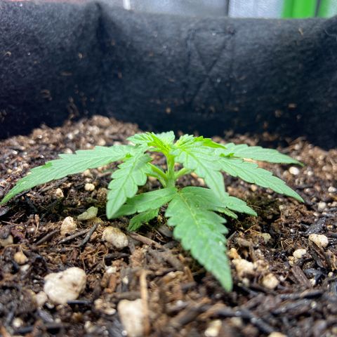 Amnesia Dentista growlog timeline photo