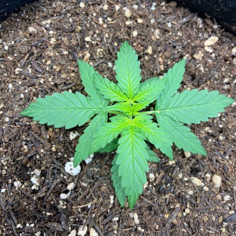 Amnesia Dentista growlog timeline photo
