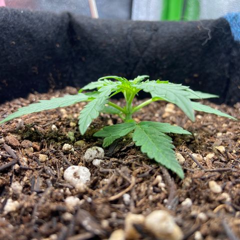 Amnesia Dentista growlog timeline photo