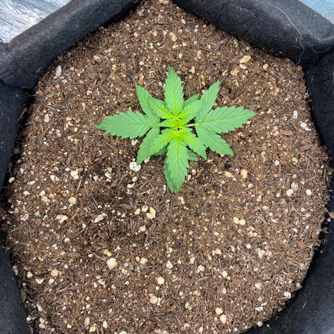 Amnesia Dentista growlog timeline photo