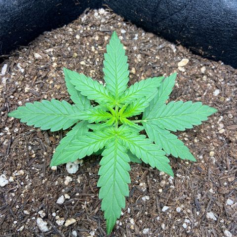 Amnesia Dentista growlog timeline photo