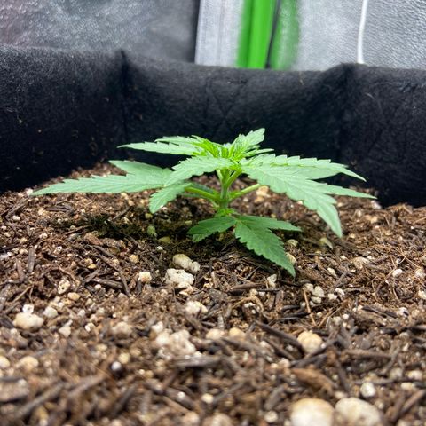Amnesia Dentista growlog timeline photo