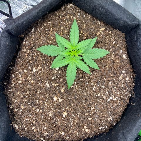 Amnesia Dentista growlog timeline photo