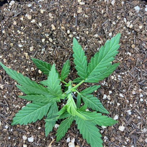 Amnesia Dentista growlog photo: Amarras
