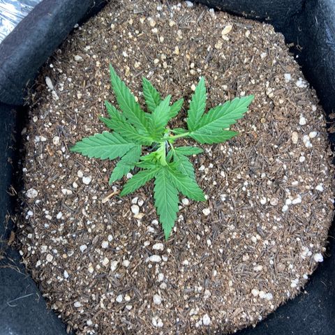 Amnesia Dentista growlog photo: Amarras