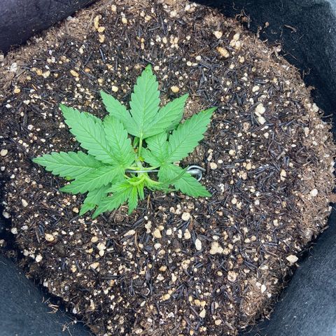 Amnesia Dentista growlog timeline photo