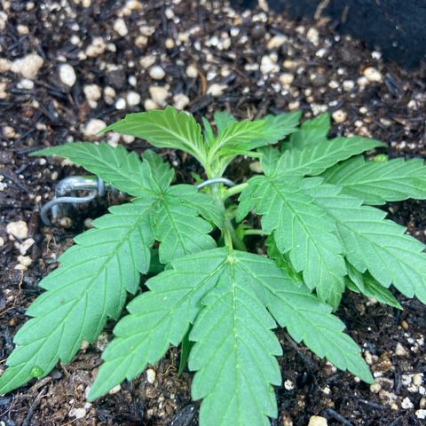 Amnesia Dentista growlog timeline photo