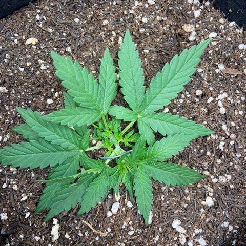 Amnesia Dentista growlog timeline photo