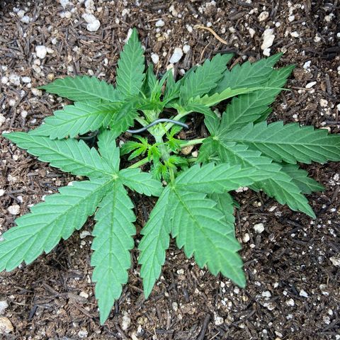 Amnesia Dentista growlog timeline photo