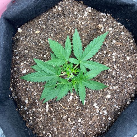 Amnesia Dentista growlog timeline photo