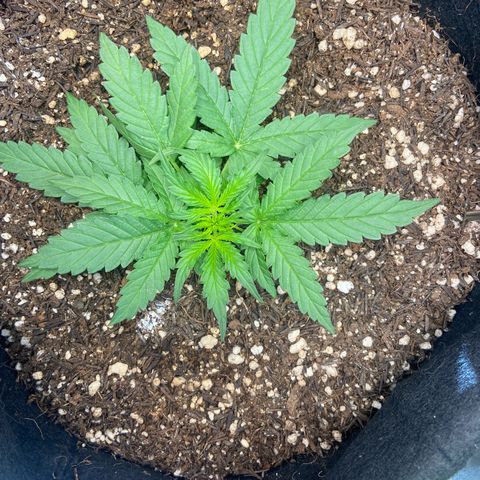 Amnesia Dentista growlog photo: Acordou assim