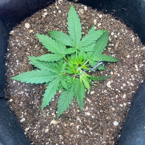 Amnesia Dentista growlog photo: Novas amarras e uma leve desfoliacao nas mais baixas que não estavam pegando luz