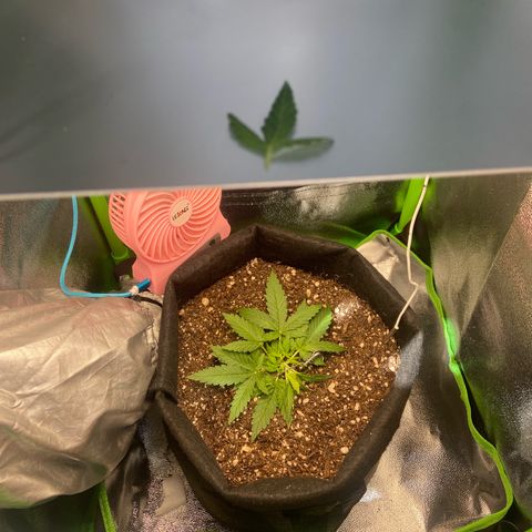 Amnesia Dentista growlog photo: Novas amarras e uma leve desfoliacao nas mais baixas que não estavam pegando luz