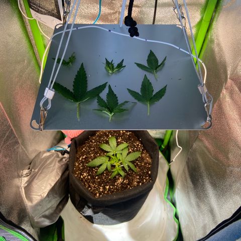 Amnesia Dentista growlog photo: Pos poda