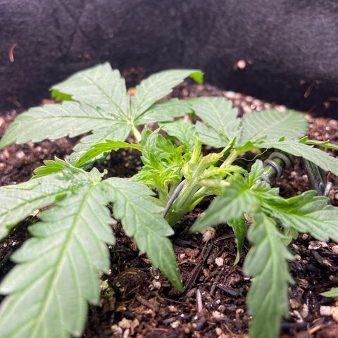 Amnesia Dentista growlog photo: Pos poda
