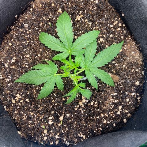 Amnesia Dentista growlog photo: Pos poda