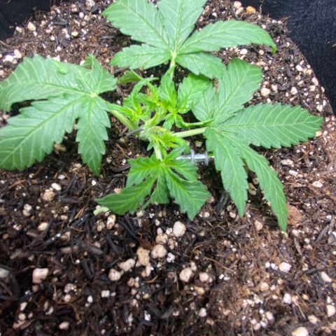 Amnesia Dentista growlog photo: Essa folha foi danificada, aproveitei para fazer uma poda nas pontas dela. Vamos ver como sera o desenvolvimento
