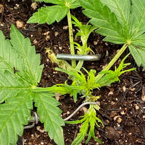Amnesia Dentista growlog photo: Desfoliacao