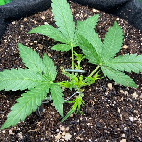 Amnesia Dentista growlog photo: Desfoliacao