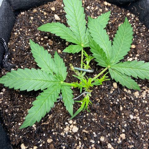 Amnesia Dentista growlog photo: Desfoliacao