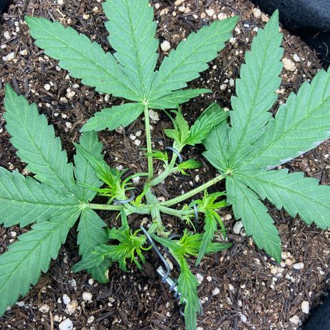 Amnesia Dentista growlog photo: Amarras em 5 galhos principais
