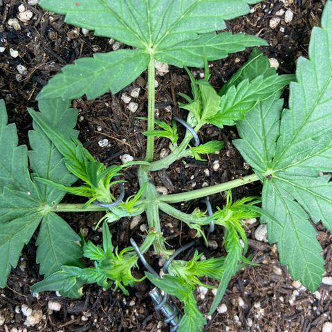 Amnesia Dentista growlog photo: Amarras em 5 galhos principais